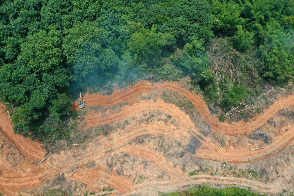 Jurnal Kesehatan Hutan 2024