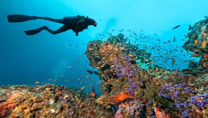 Pengalaman menyelam terbaik di Maladewa