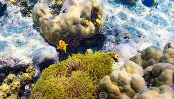 Keindahan Alam Bawah Laut Di Maladewa