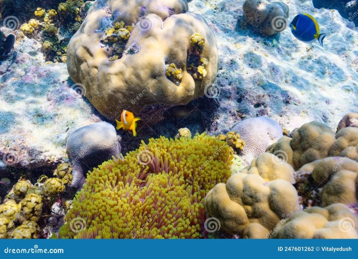 Keindahan alam bawah laut di Maladewa