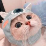 Pp Wa Kucing Lucu