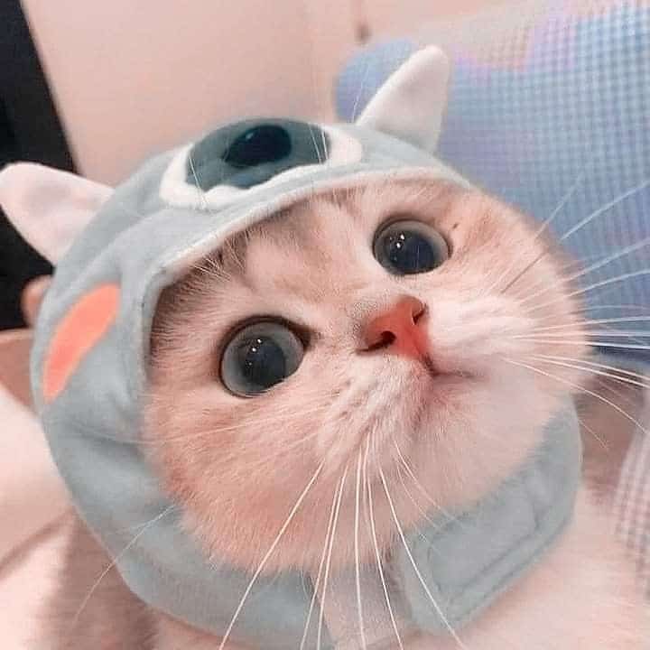 Pp Wa Kucing Lucu