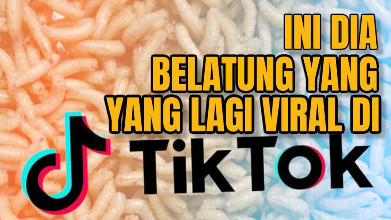 Link Video Belatung Viral 2024